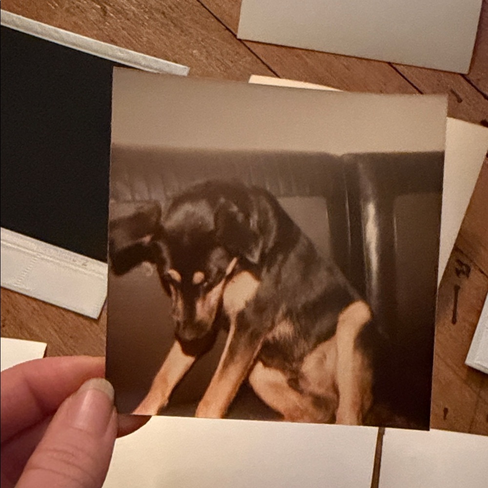 Vintage Dog Photo Collection - Picture 11 of 12